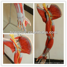 ISO Muscles of Arm With Main Vessels and Nerves, Muscles Anatomical Model, Upper Limb Muscles